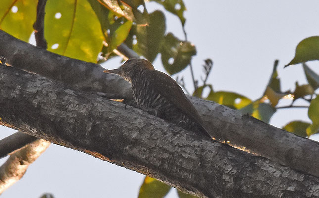 Golden-collared Woodpecker, female