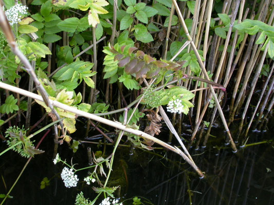 Berula erecta - Kleine watereppe