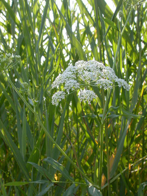 Sium latifolium - Grote watereppe