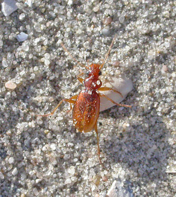 Leistus ferrugineus