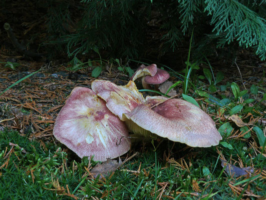 Tricholomopsis rutilans - Koningsmantel