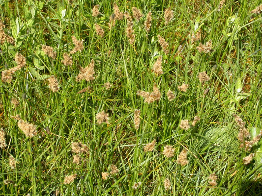 Blysmus compressus - Platte bies
