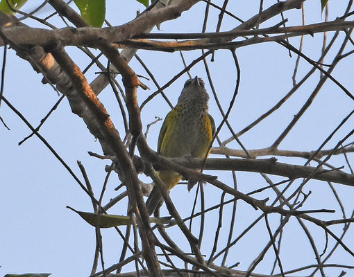 Spotted Tanager