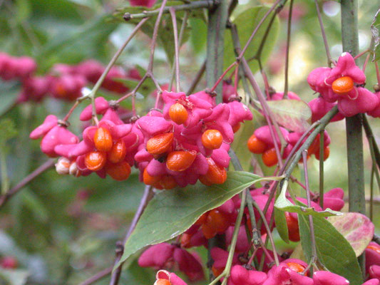 Euonymus europaeus - Wilde kardinaalsmuts