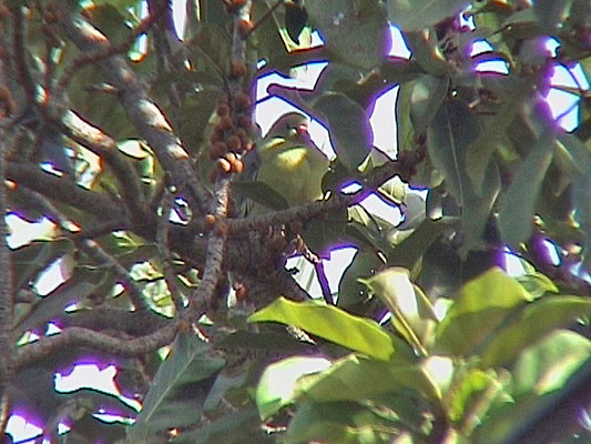 Treron calva - African Green Pigeon