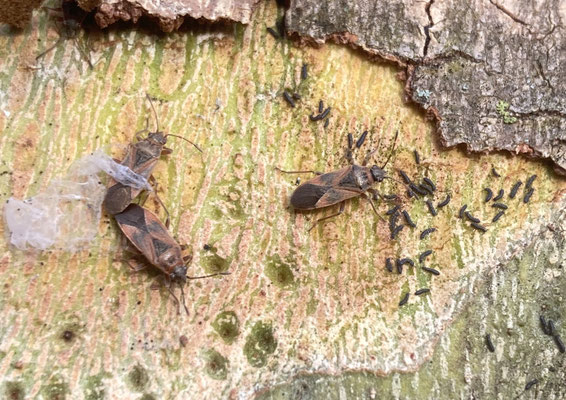 onder schors Plataan, Huissen