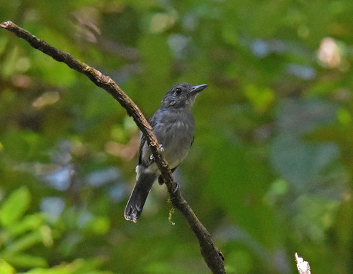 Mouse-colored Antshrike