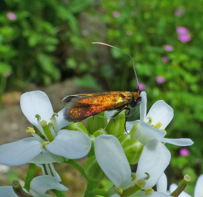 Cauchas rufimitrella - Pinksterbloemlangsprietmot