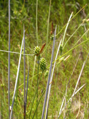 Carex extensa - Kwelderzegge
