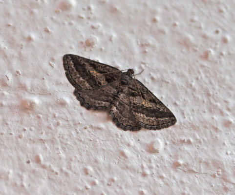Rhoptria asperaria