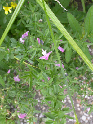 Ononis repens spinosa - Kattendoorn