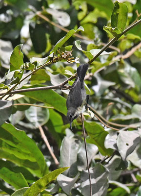 Nectarinia coccinigaster - Splendid Sunbird