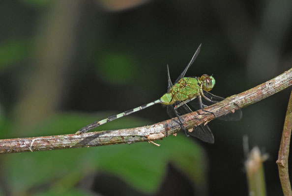 Erythemis vesiculosa