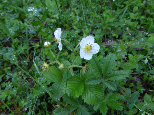 Fragaria moschata - Grote bosaardbei