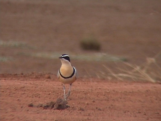 Pluvianus aegyptius - Egyptian Plover