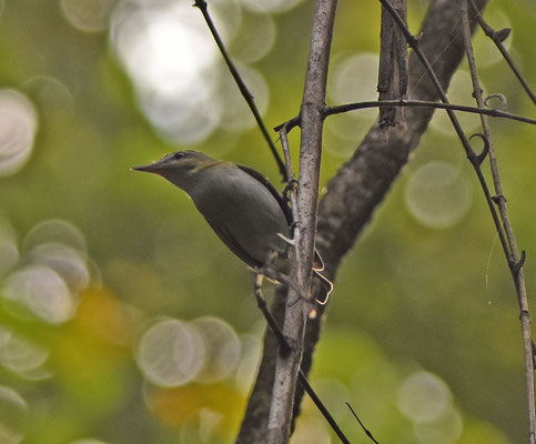 Red-eyed Vireo