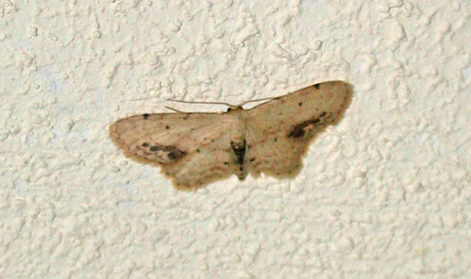 Idaea dimidiata - Vlekstipspanner
