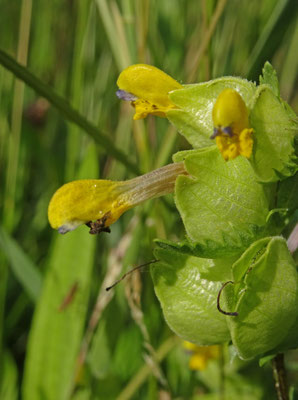 Rhinanthus minor - Kleine ratelaar