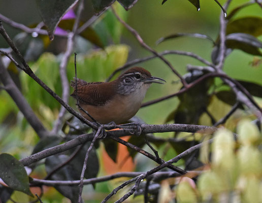 Buff-breasted Wren