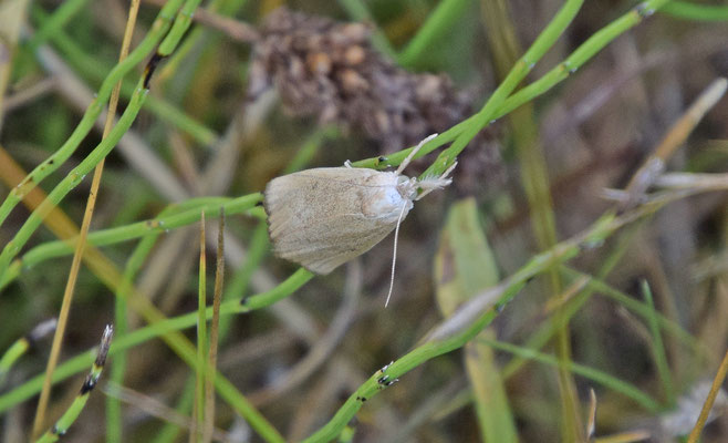 Calamotropha paludella - Lisdoddesnuitmot