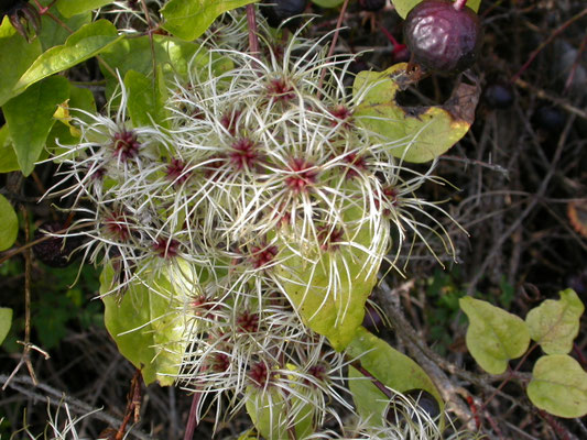 Clematis vitalba  Bosrank