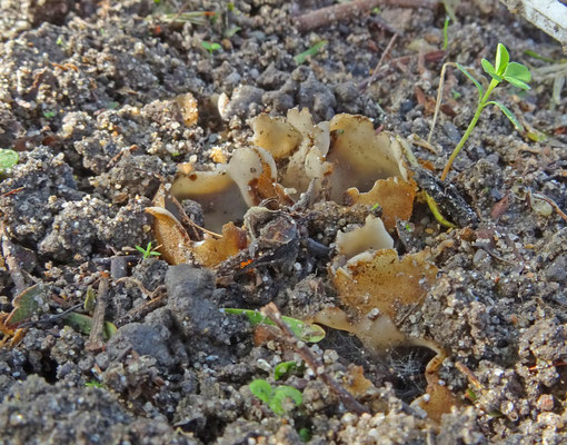Geopora arenicola - Zandputje