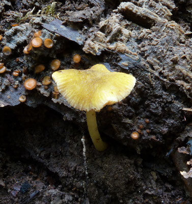 Pluteus leoninus - Goudgele hertenzwam