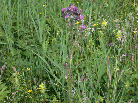 Cirsium palustre - Kale jonker