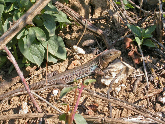 Peloponnesoshagedis