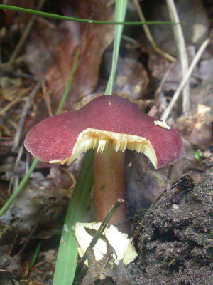 Tricholomopsis rutilans - Koningsmantel