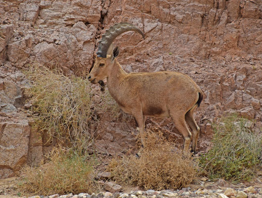 Nubische steenbok