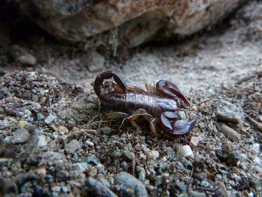 Euscorpius vh carpathicus
