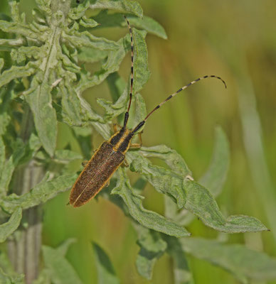 Agapanthia dahlii
