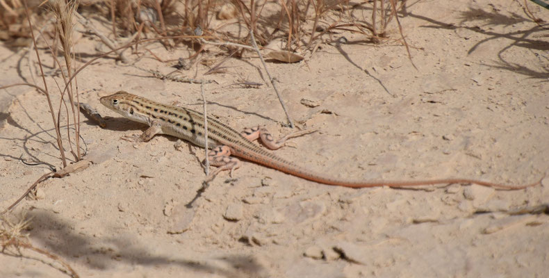 Acanthodactylus opheodurus