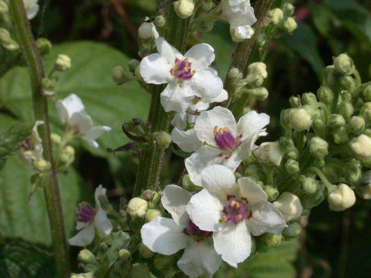 Verbascum lychnitis - Melige toorts