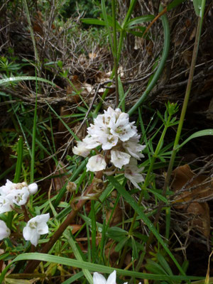 Ornithogalum species (Corsica)