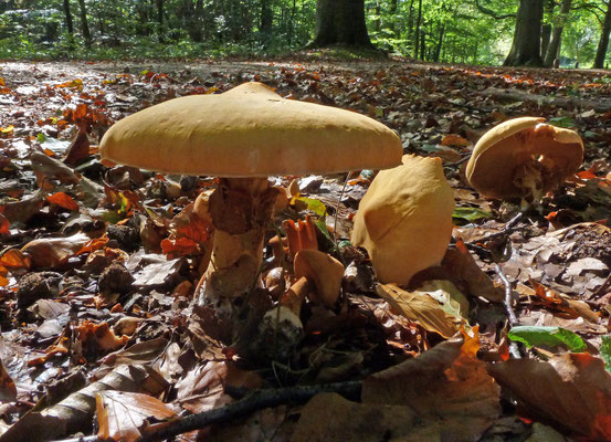 Phaeolepiota aurea - Goudhoed