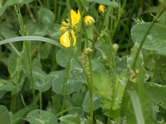 Carex hirta - Ruige zegge