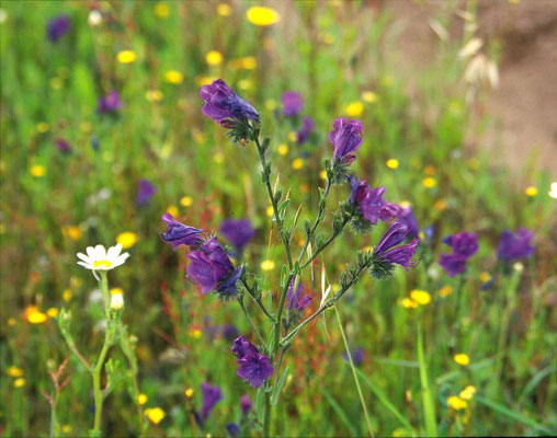 Echium plantagineum - Weegbree-slangenkruid