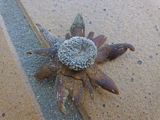 Astraeus hygrometricus-Weerhuisje