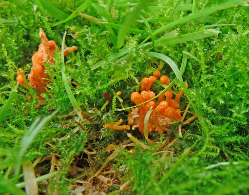Cordyceps militaris - Rupsendoder