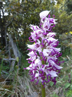 Orchis italica - Italiaanse orchis