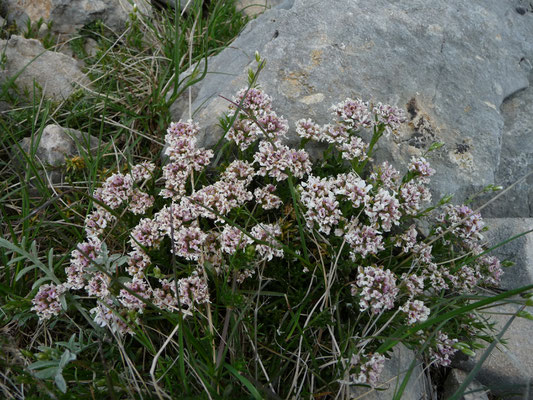 Thlaspi cepaeifolium