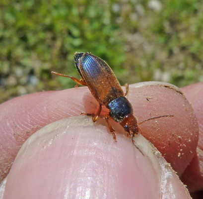 Diachromus germanus