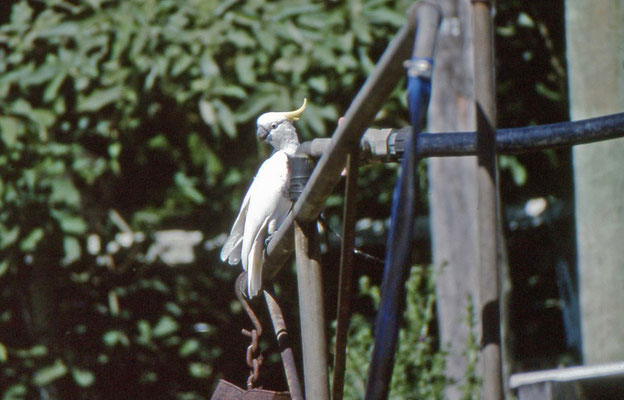 Sulphur-crested Cockatoo