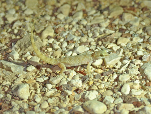Hemidactylus turcicus