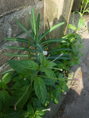 Epilobium roseum - Bleke basterdwederik - Bleek wilgenroosje