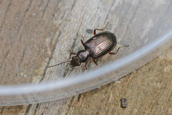 Bembidion puntulatum - Gepuncteerd priemkever