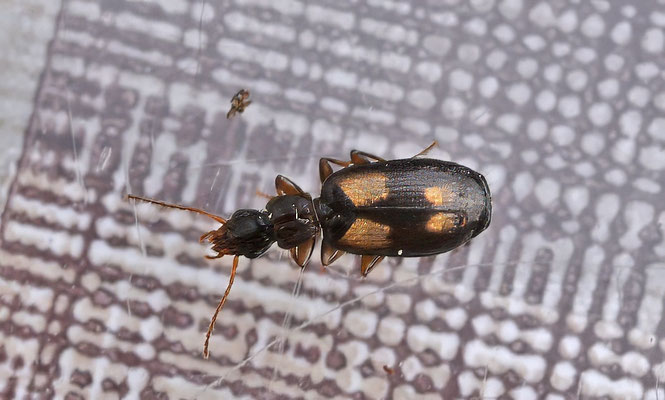 Calodomius spilotus - Kleine viervlekschorsloper