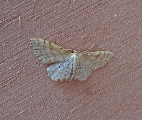 Idaea fuscovenosa - Dwergstipspanner